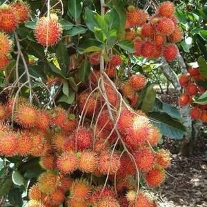 Meet your Posher, Hung